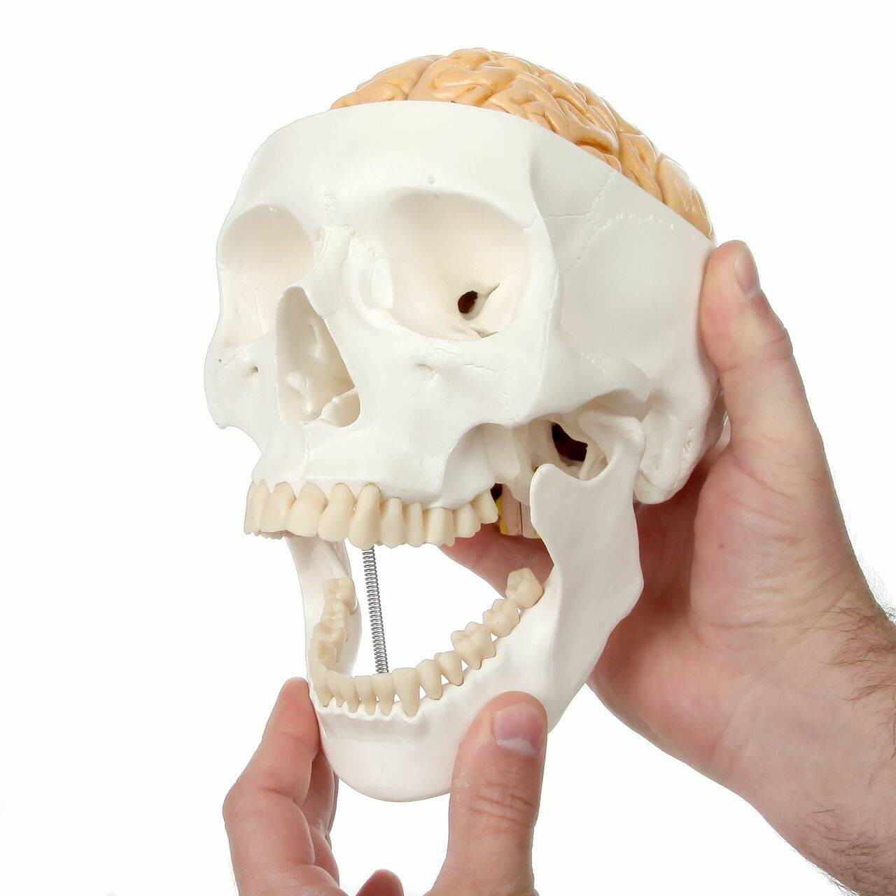 Axis Scientific Life-Size 3-Part Human Skull Model with mandible opened by hand
