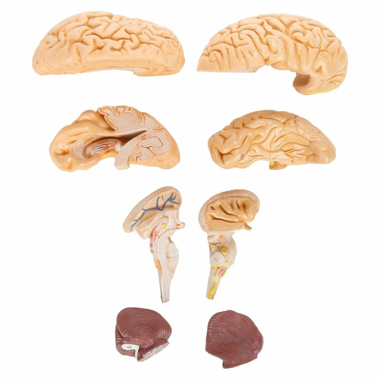 Axis Scientific 8-Part Brain with all 8 pieces displayed