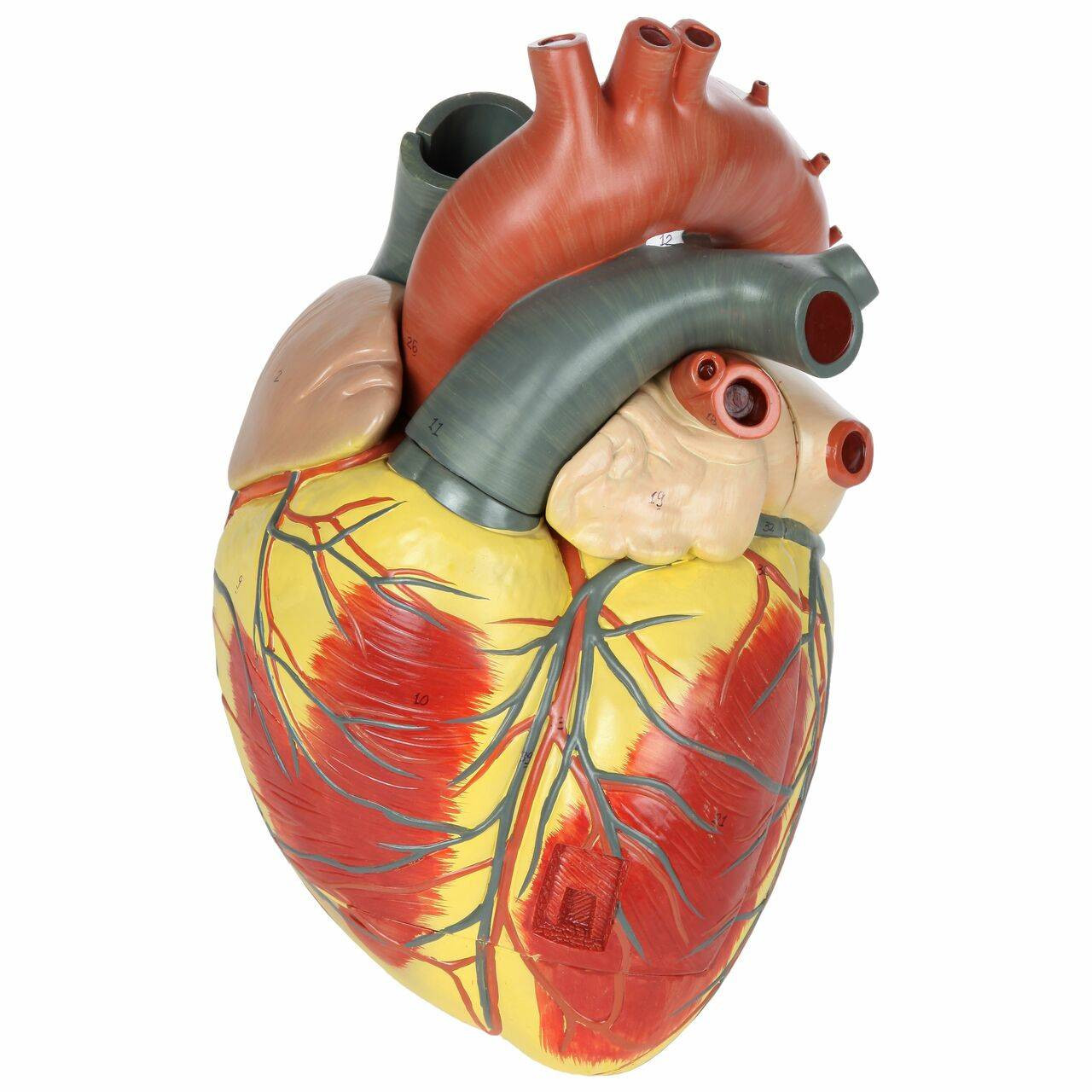 Axis Scientific 3x Life-Size 3-Part Human Heart Anatomy Model Overview