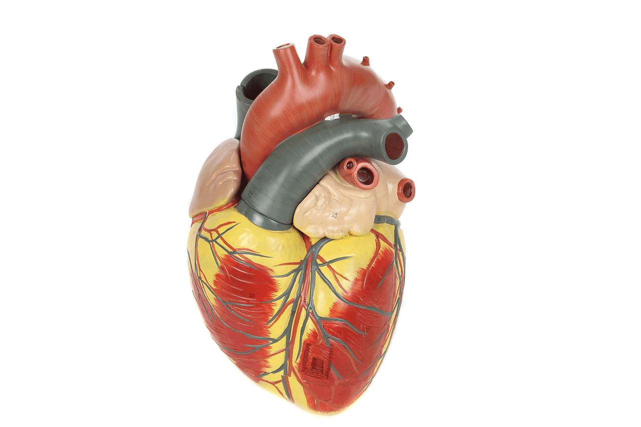 Axis Scientific 3x Life-Size 3-Part Human Heart Anatomy Model Animated View of Each Part Being Removed from the Model