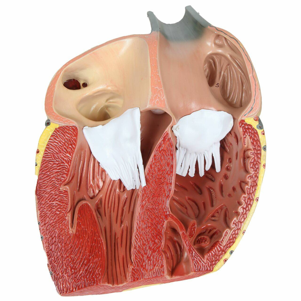 Axis Scientific 3x Life-Size 3-Part Human Heart Anatomy Model Detachable Back