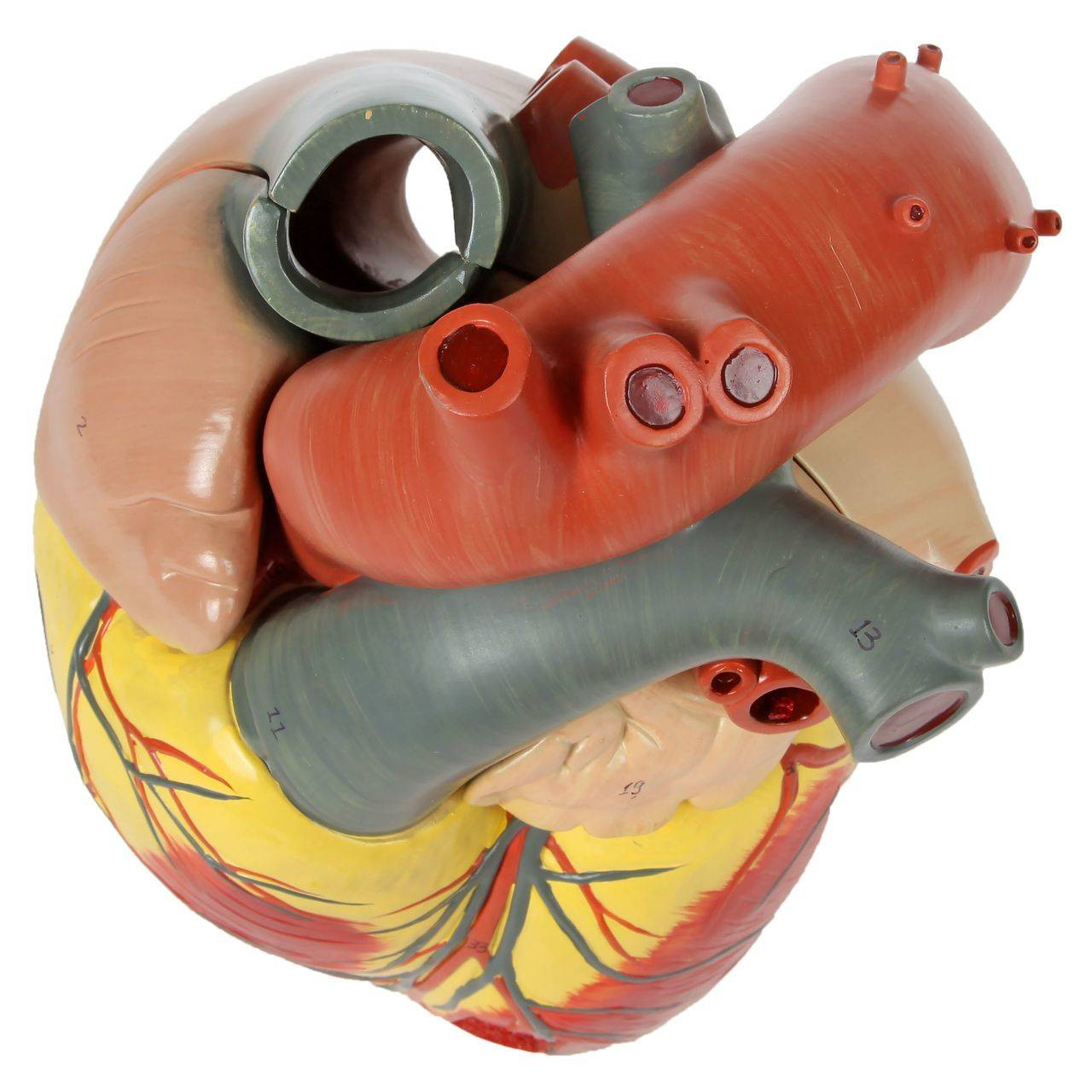 Axis Scientific 3x Life-Size 3-Part Human Heart Anatomy Model Top View