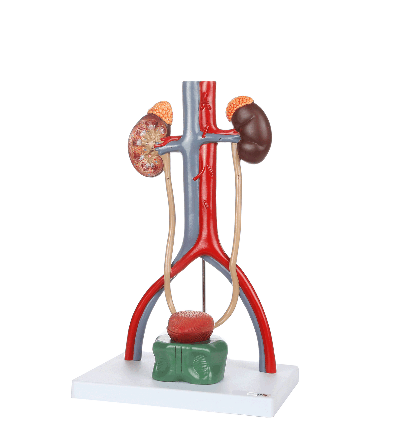 Axis Scientific Urinary System