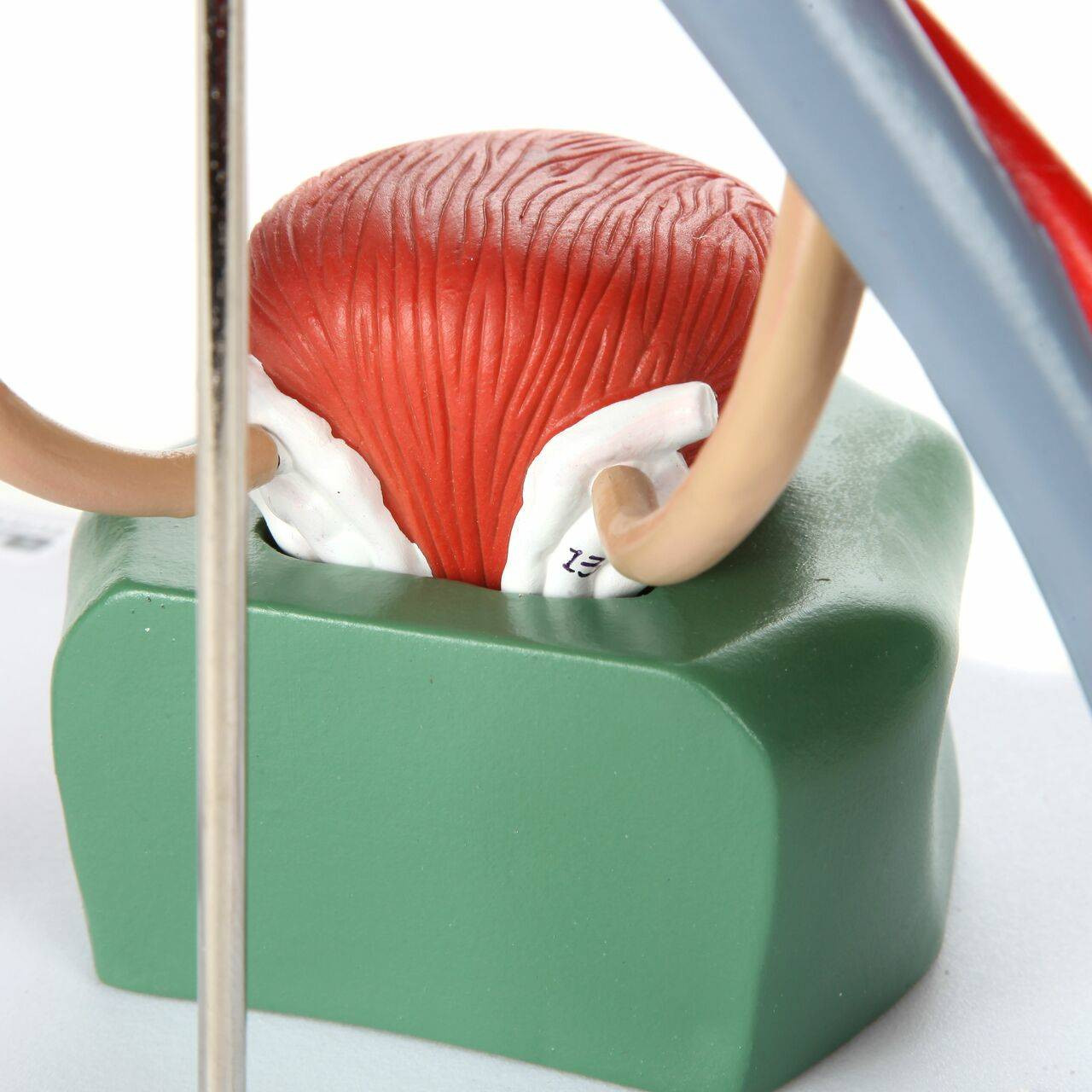 Axis Scientific Urinary System