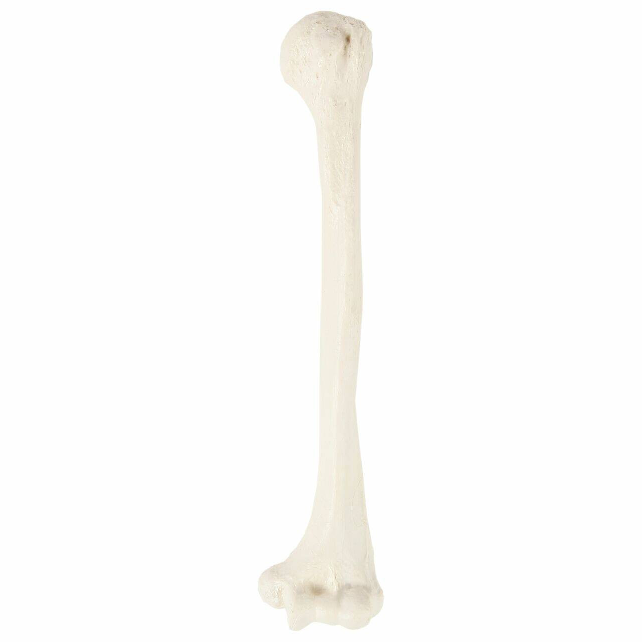 Axis Scientific Humerus Bone