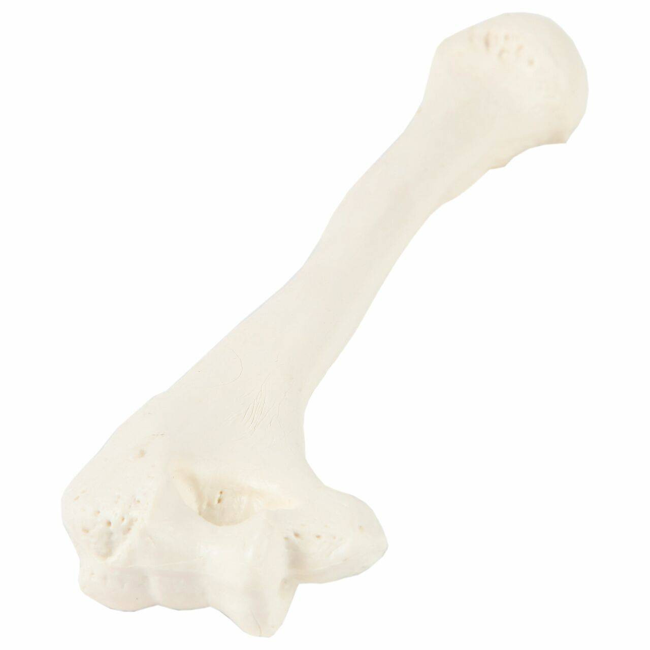 Axis Scientific Humerus Bone
