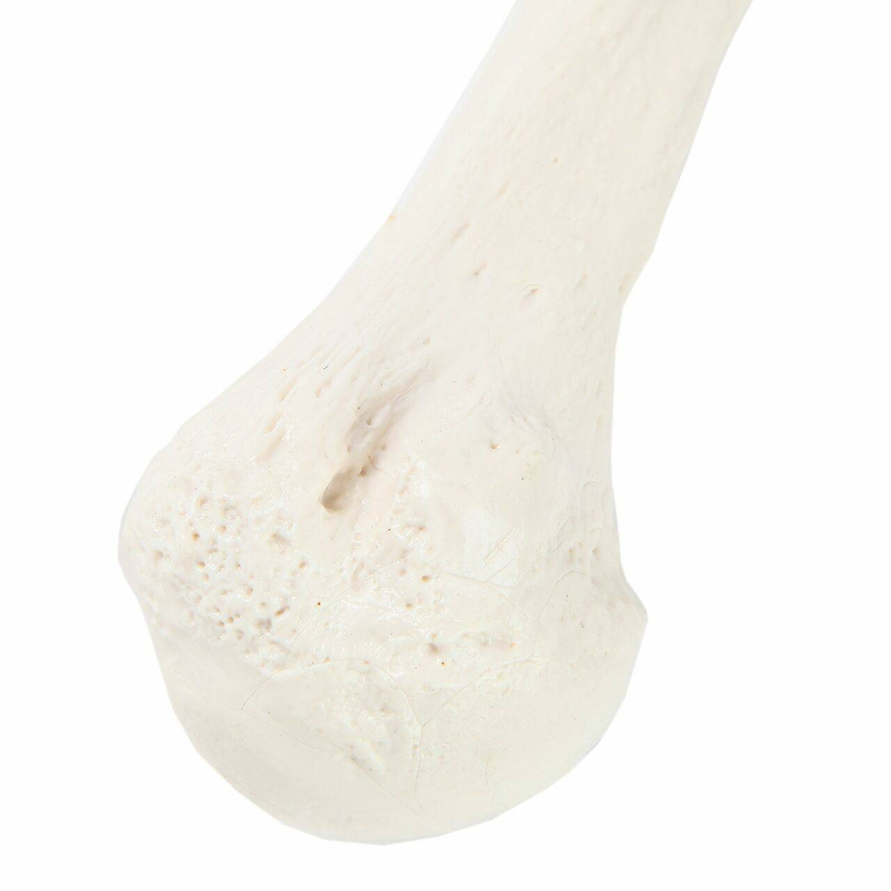 Axis Scientific Humerus Bone