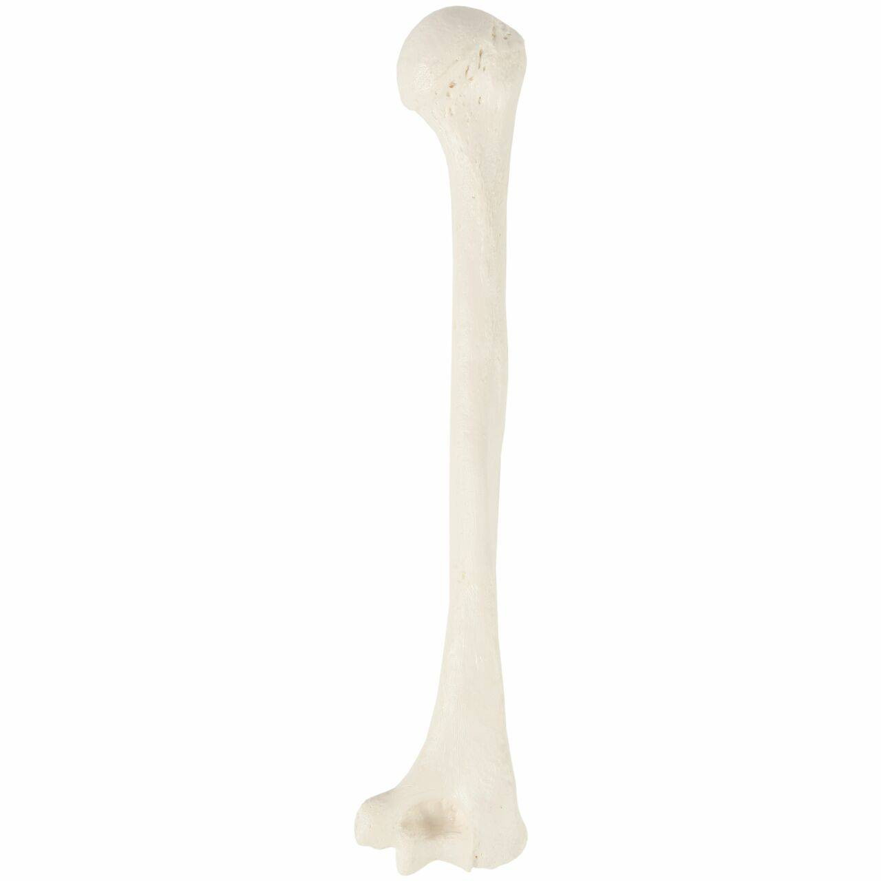 Axis Scientific Humerus Bone