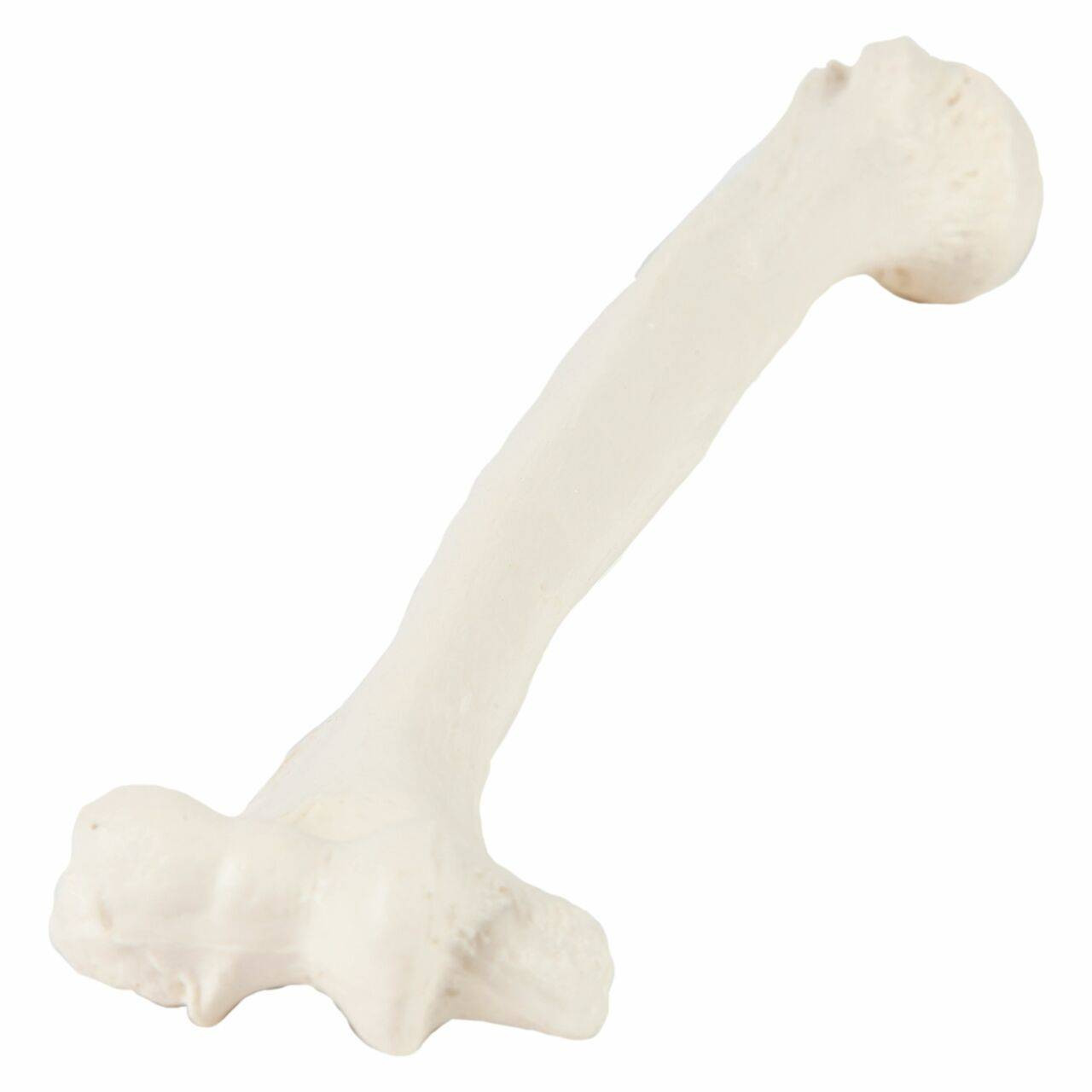 Axis Scientific Humerus Bone