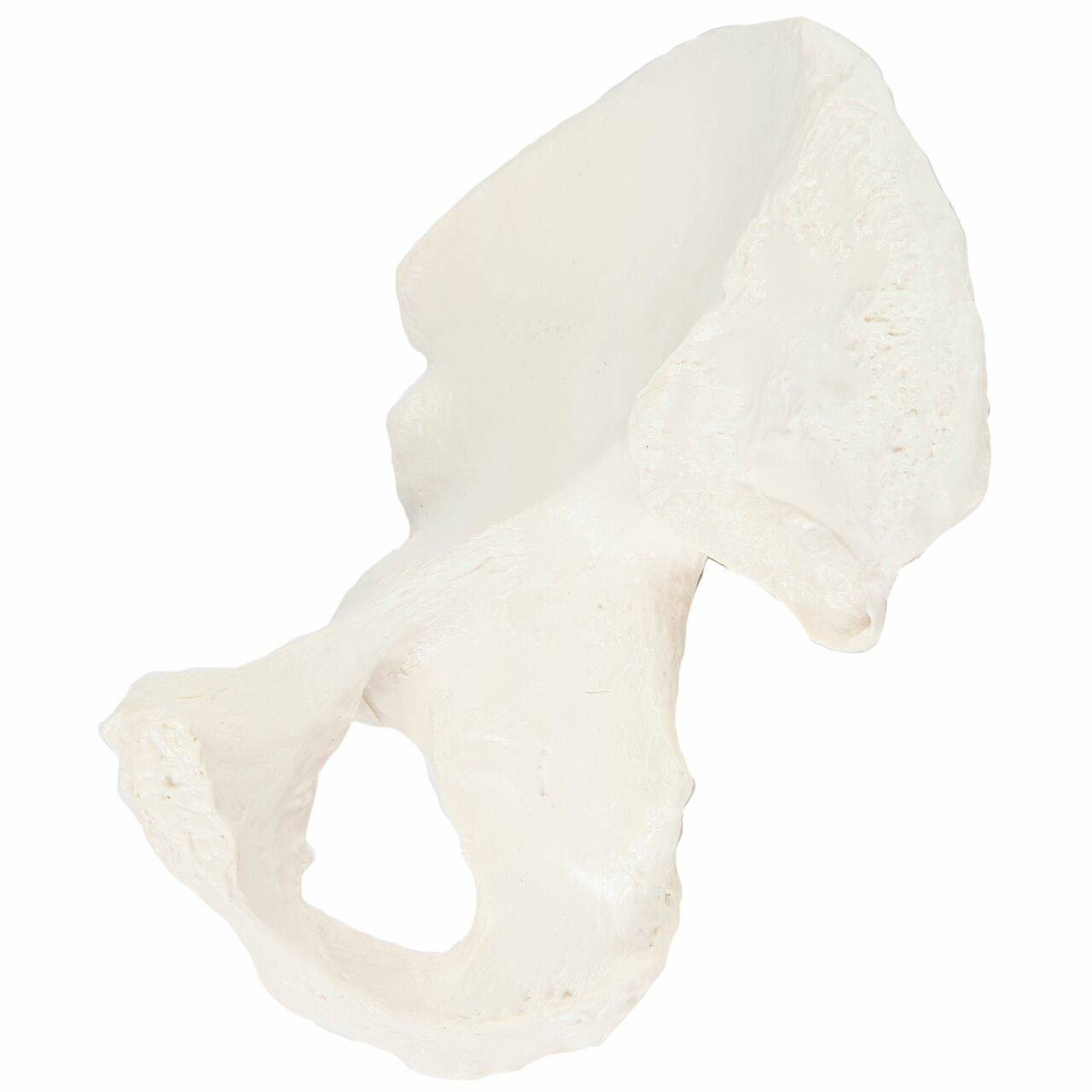 Axis Scientific Hip Bone