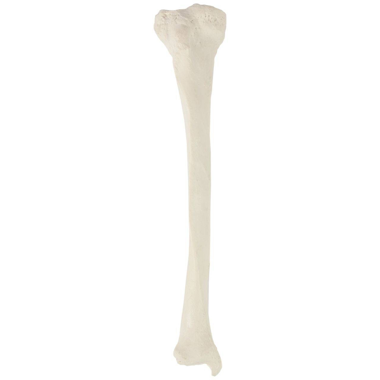 Axis Scientific Tibia Bone