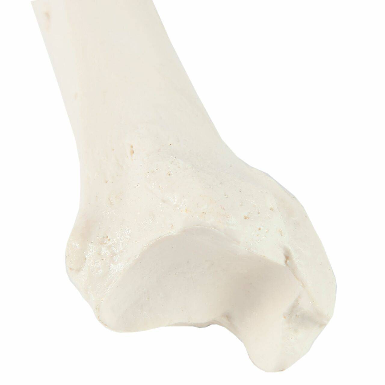 Axis Scientific Tibia Bone