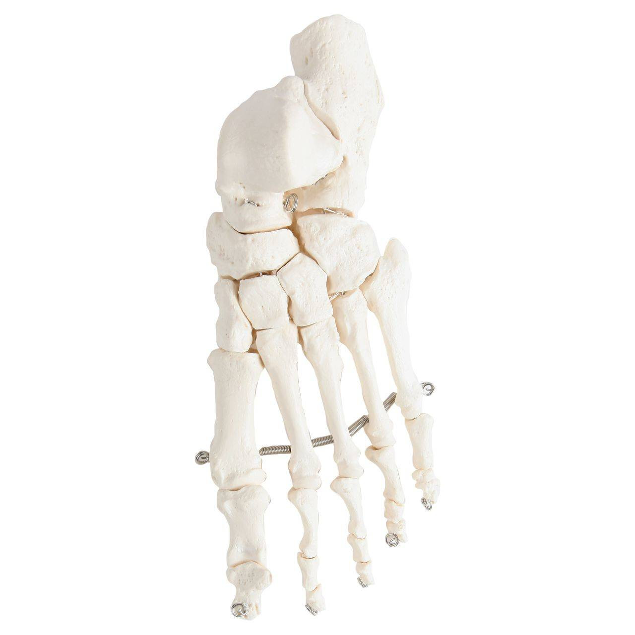 Axis Scientific Articulated Foot Skeleton
