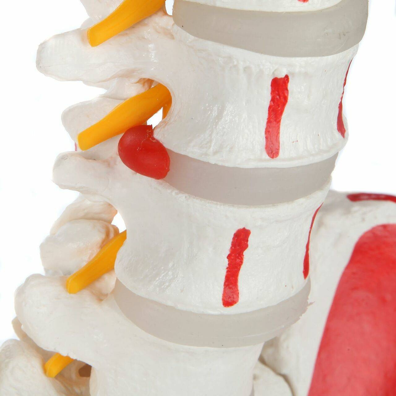 Axis Scientific Painted Flexible Vertebral Column with Femur Heads