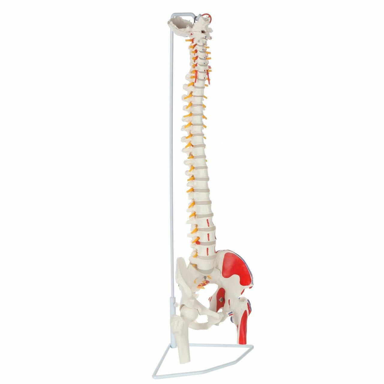 Axis Scientific Painted Flexible Vertebral Column with Femur Heads