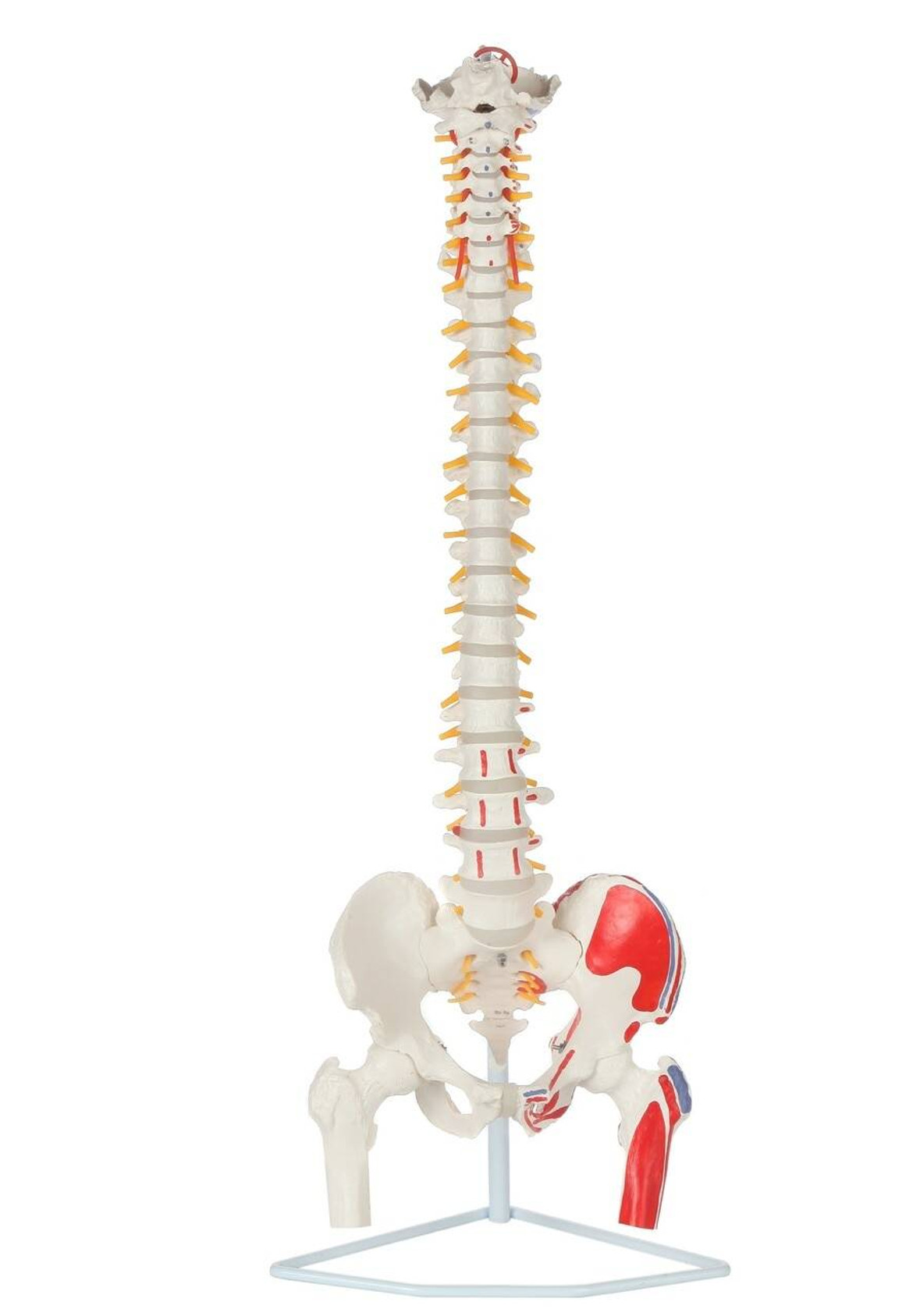 Axis Scientific Painted Flexible Vertebral Column with Femur Heads