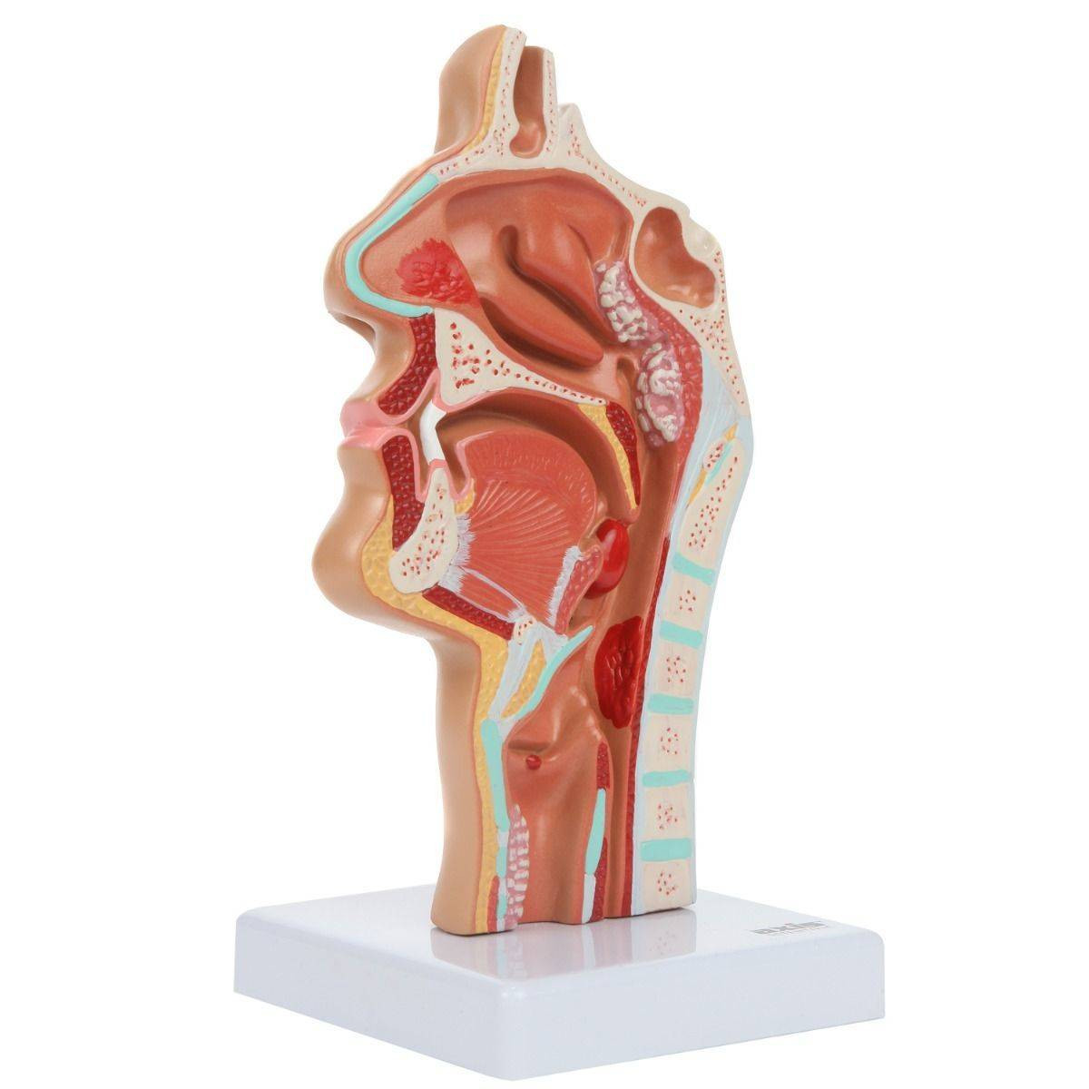 Axis Scientific Larynx and Pharynx Disorders Model
