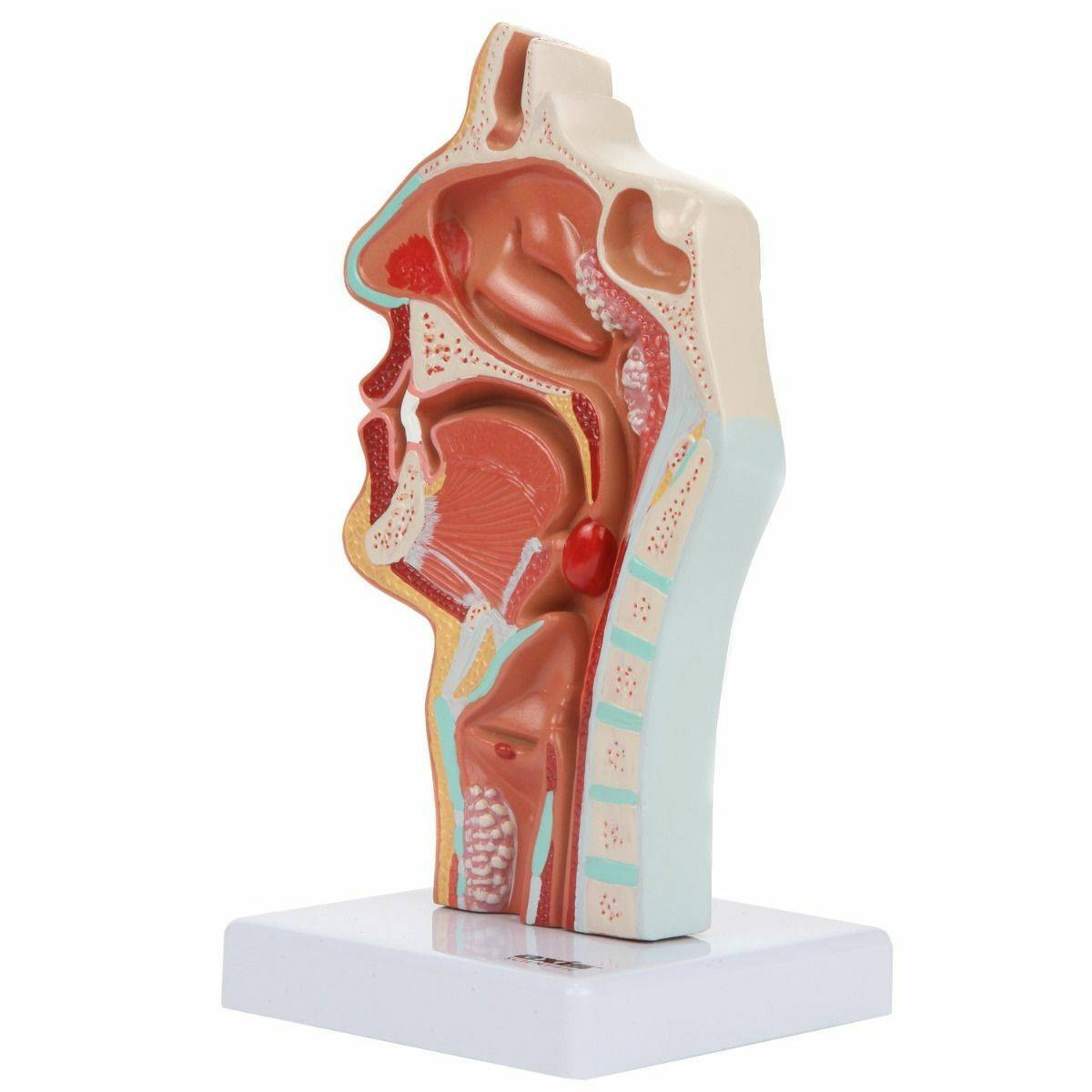Axis Scientific Larynx and Pharynx Disorders Model