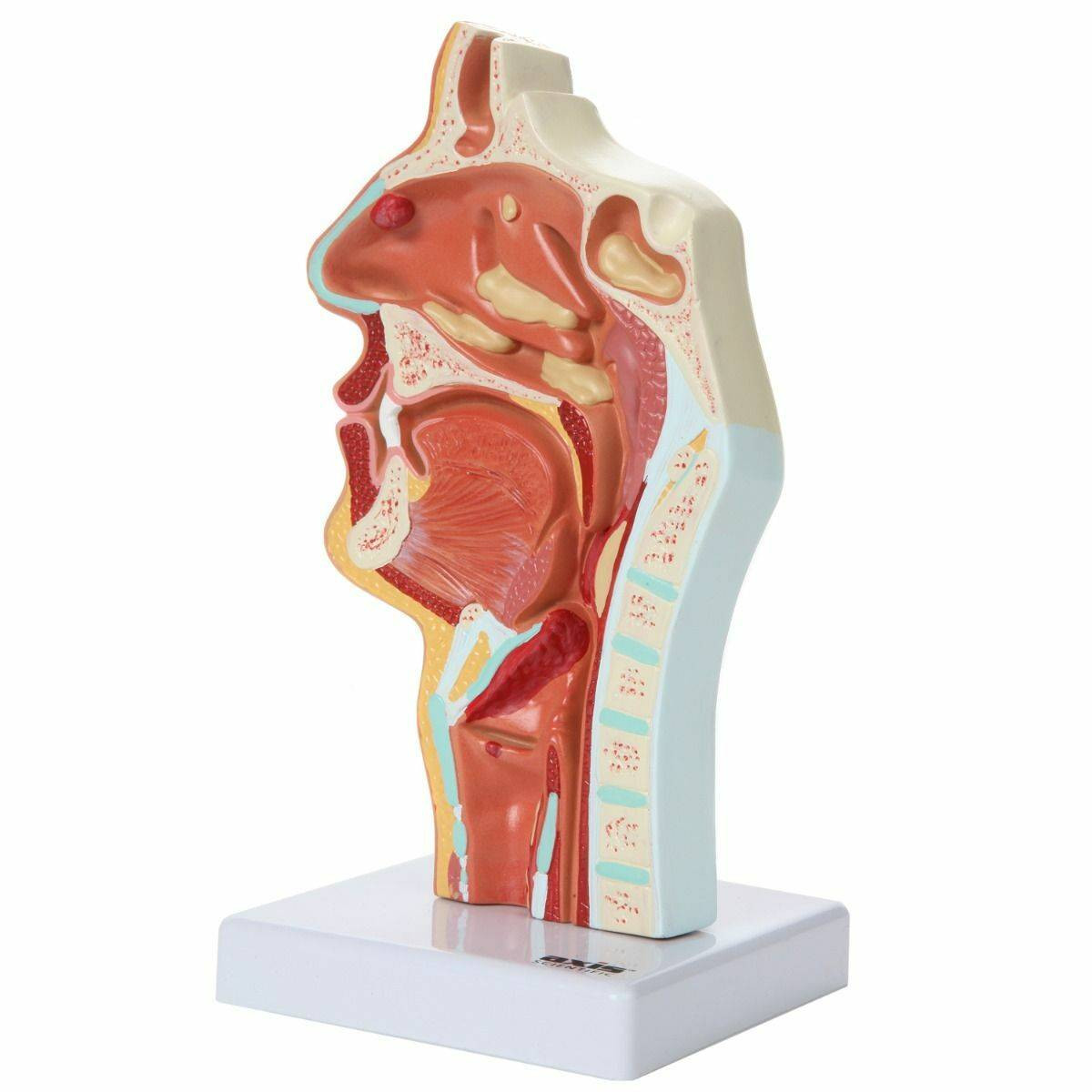 Axis Scientific Larynx and Pharynx Disorders Model