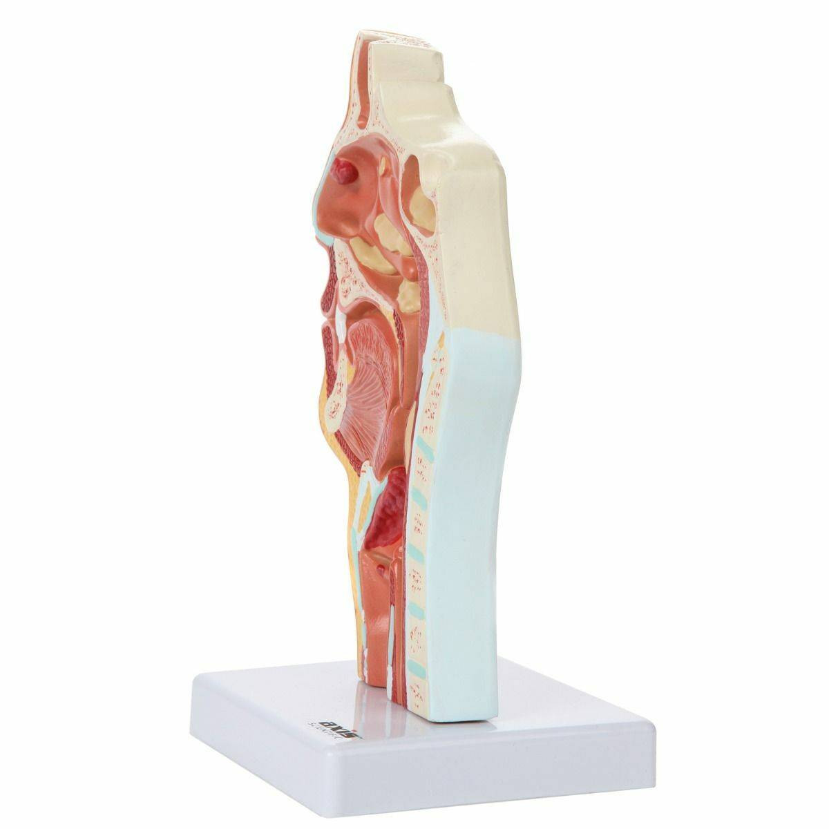 Axis Scientific Larynx and Pharynx Disorders Model