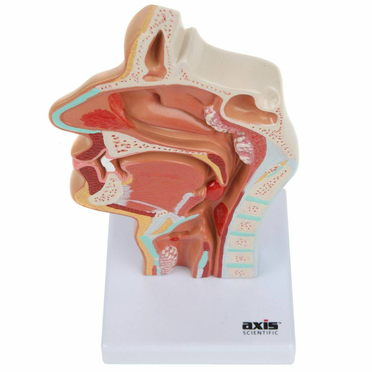 Axis Scientific Larynx and Pharynx Disorders Model