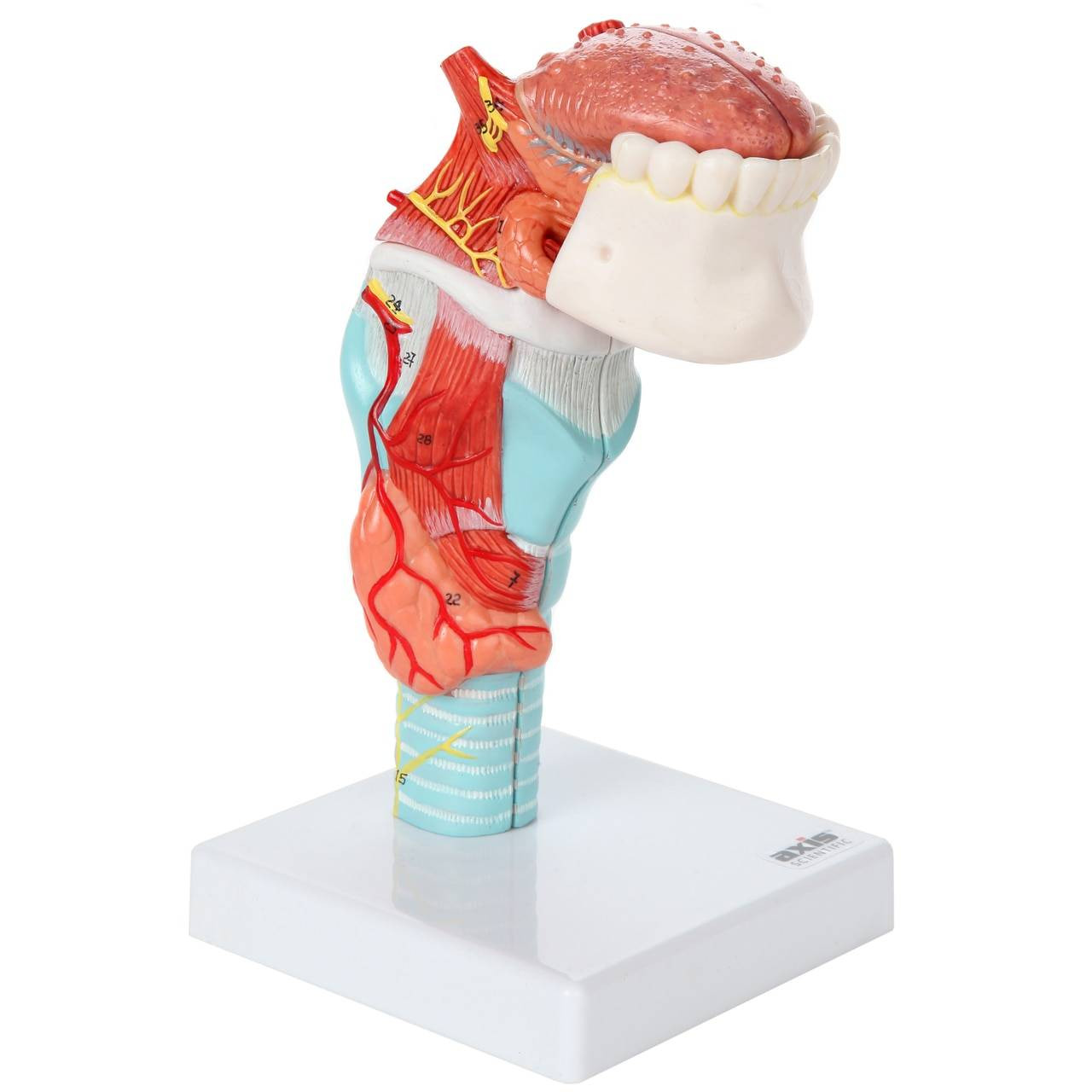 Axis Scientific 5-Part Larynx and Tongue Model