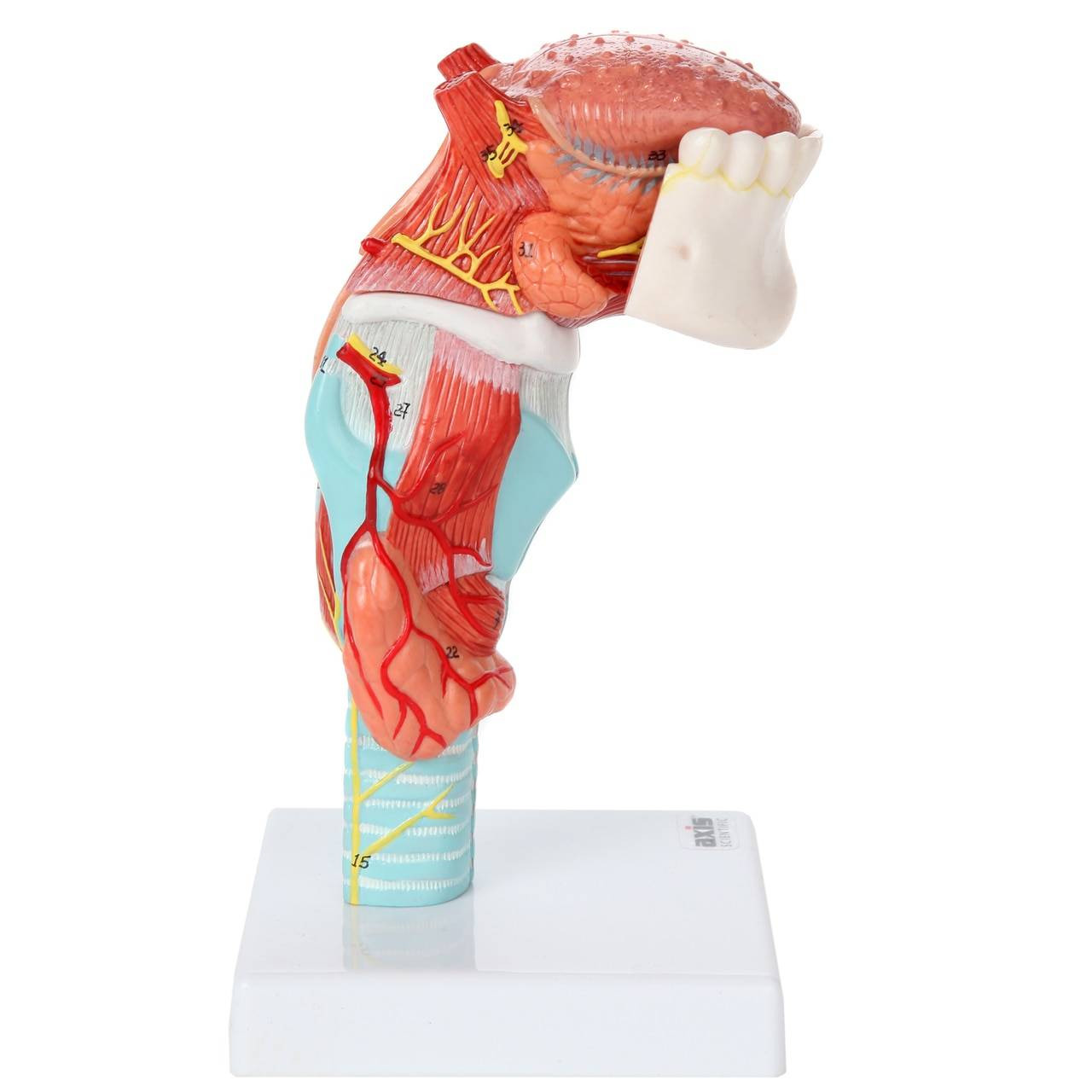 Axis Scientific 5-Part Larynx and Tongue Model