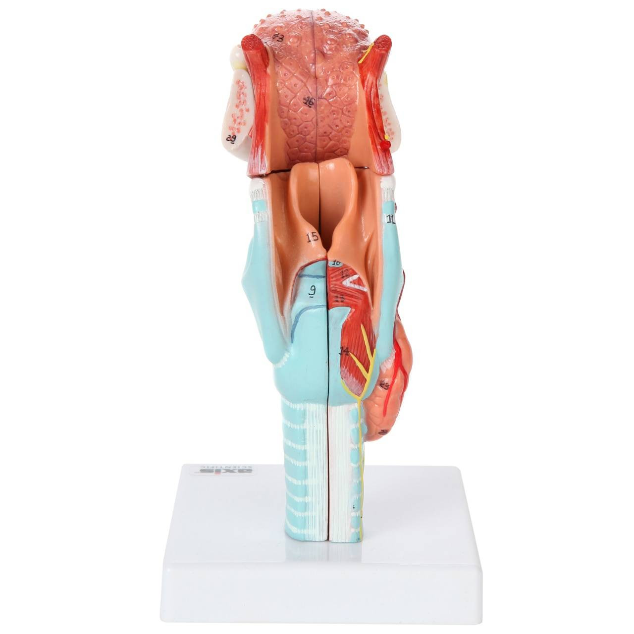 Axis Scientific 5-Part Larynx and Tongue Model