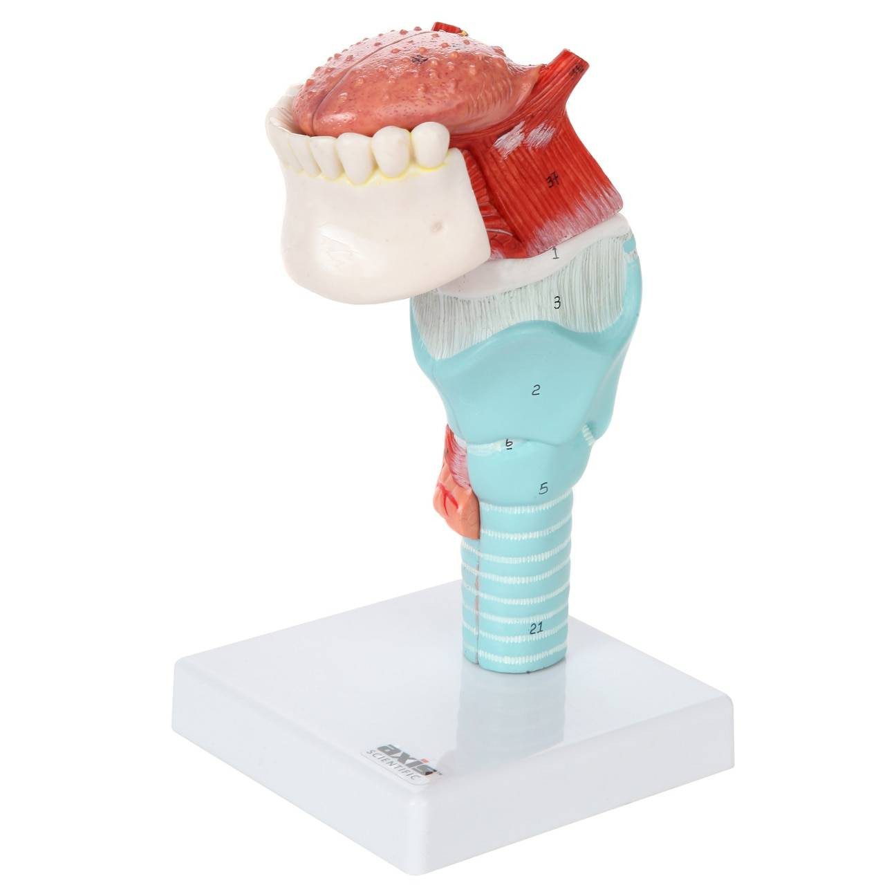 Axis Scientific 5-Part Larynx and Tongue Model