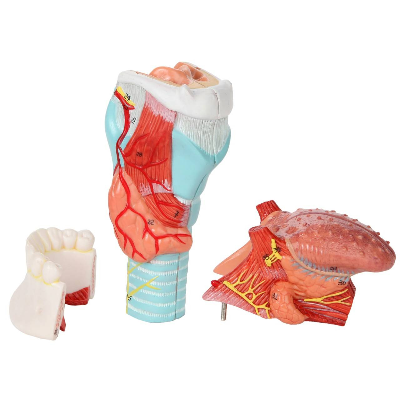 Axis Scientific 5-Part Larynx and Tongue Model