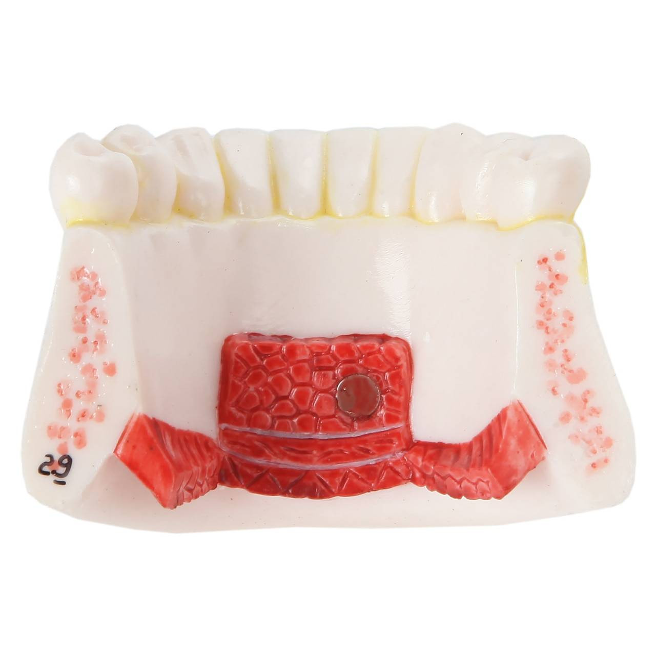 Axis Scientific 5-Part Larynx and Tongue Model
