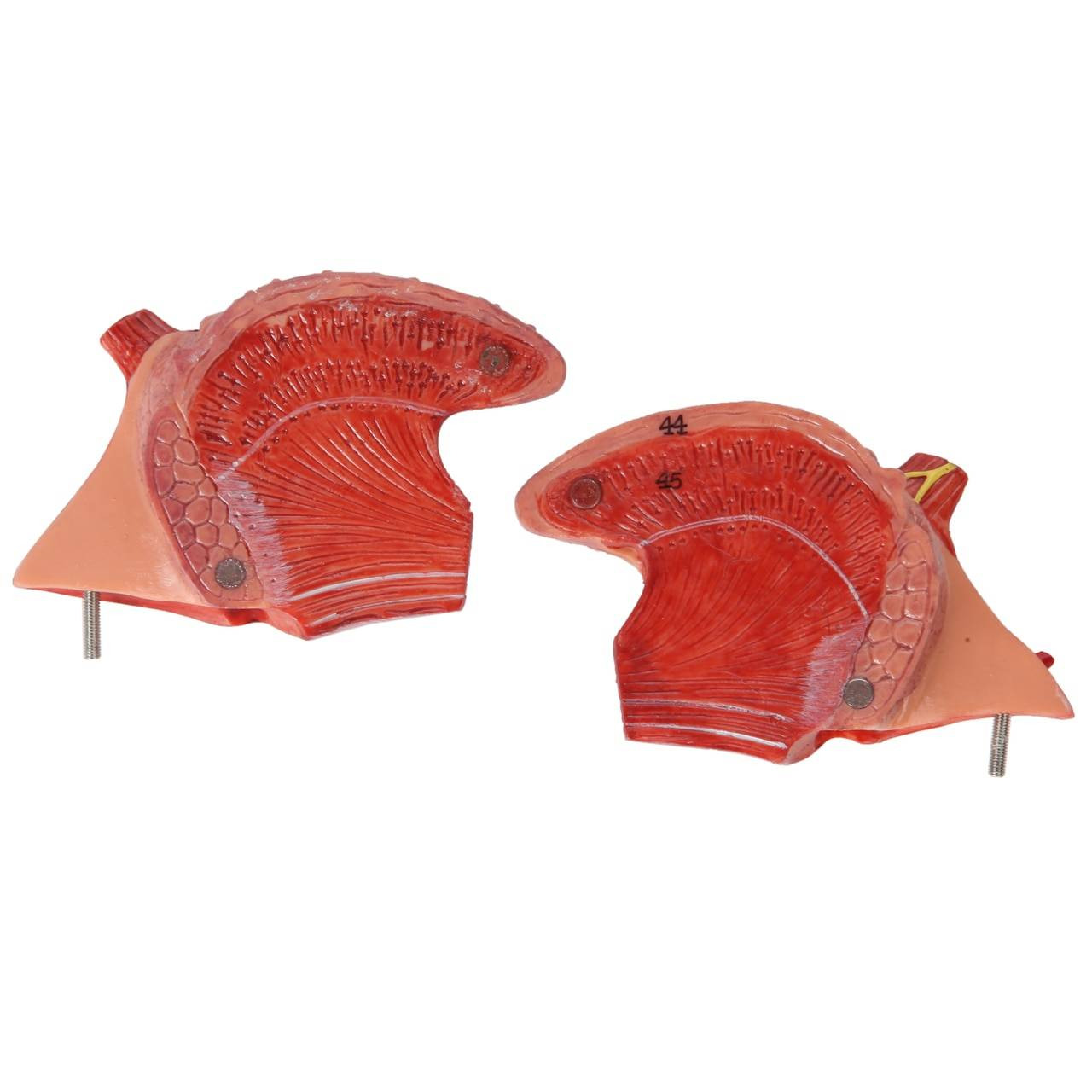 Axis Scientific 5-Part Larynx and Tongue Model