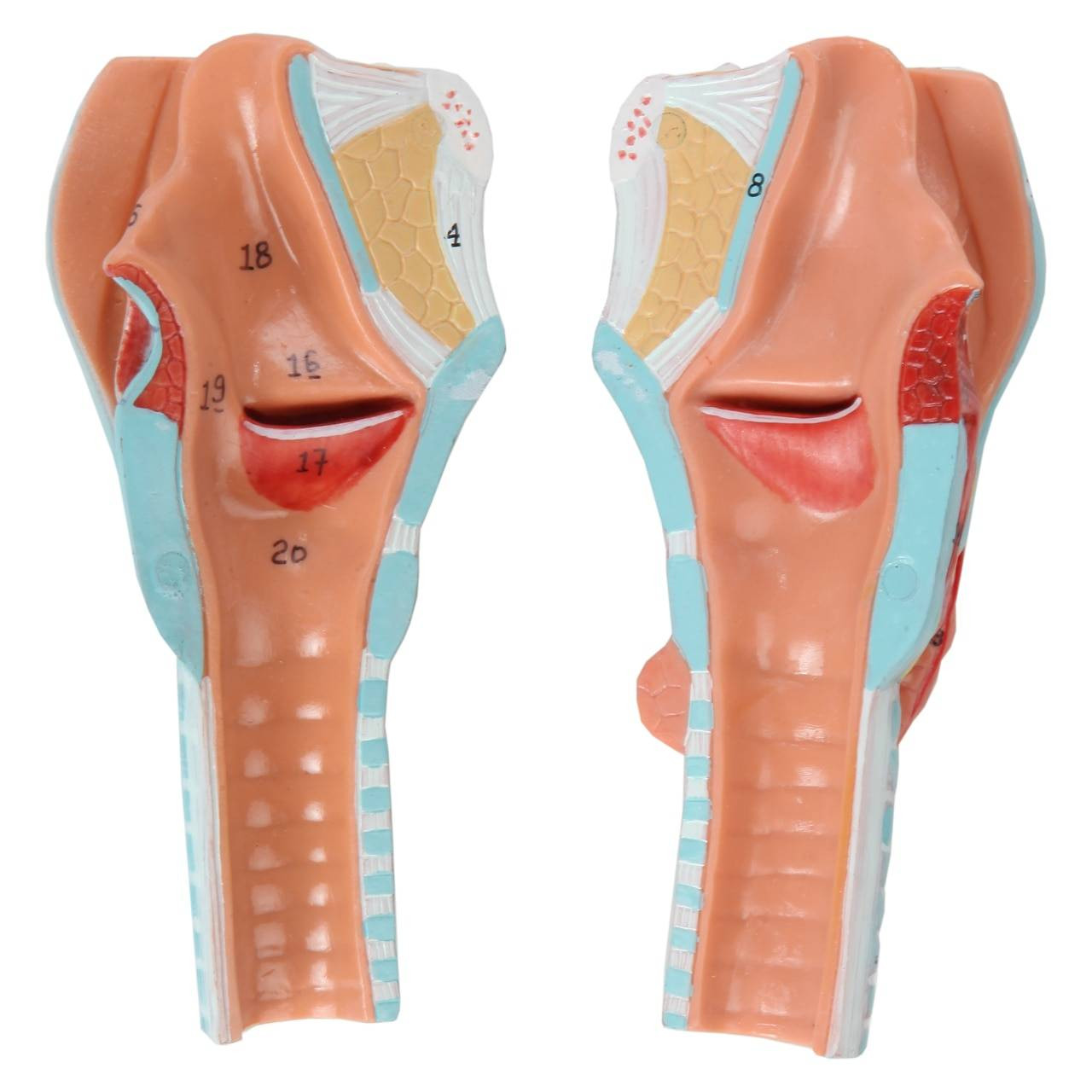 Axis Scientific 5-Part Larynx and Tongue Model