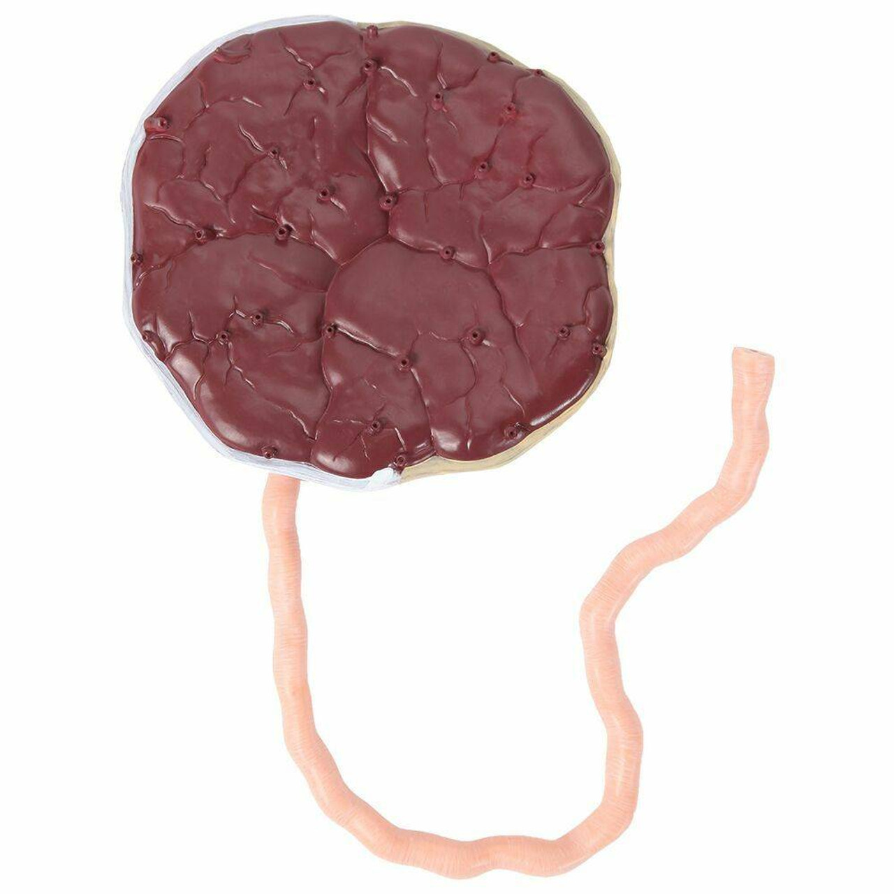 Axis Scientific Placenta Model with Removable Umbilical Cord