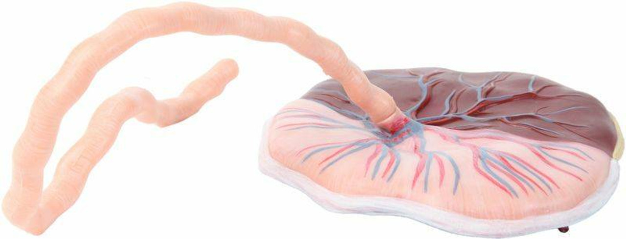 Axis Scientific Placenta Model with Removable Umbilical Cord