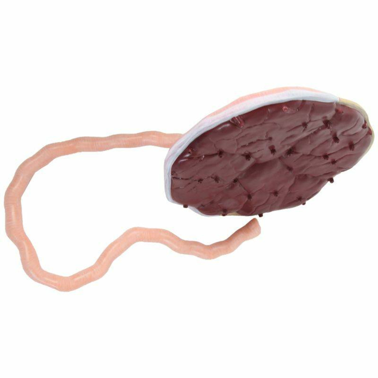 Axis Scientific Placenta Model with Removable Umbilical Cord