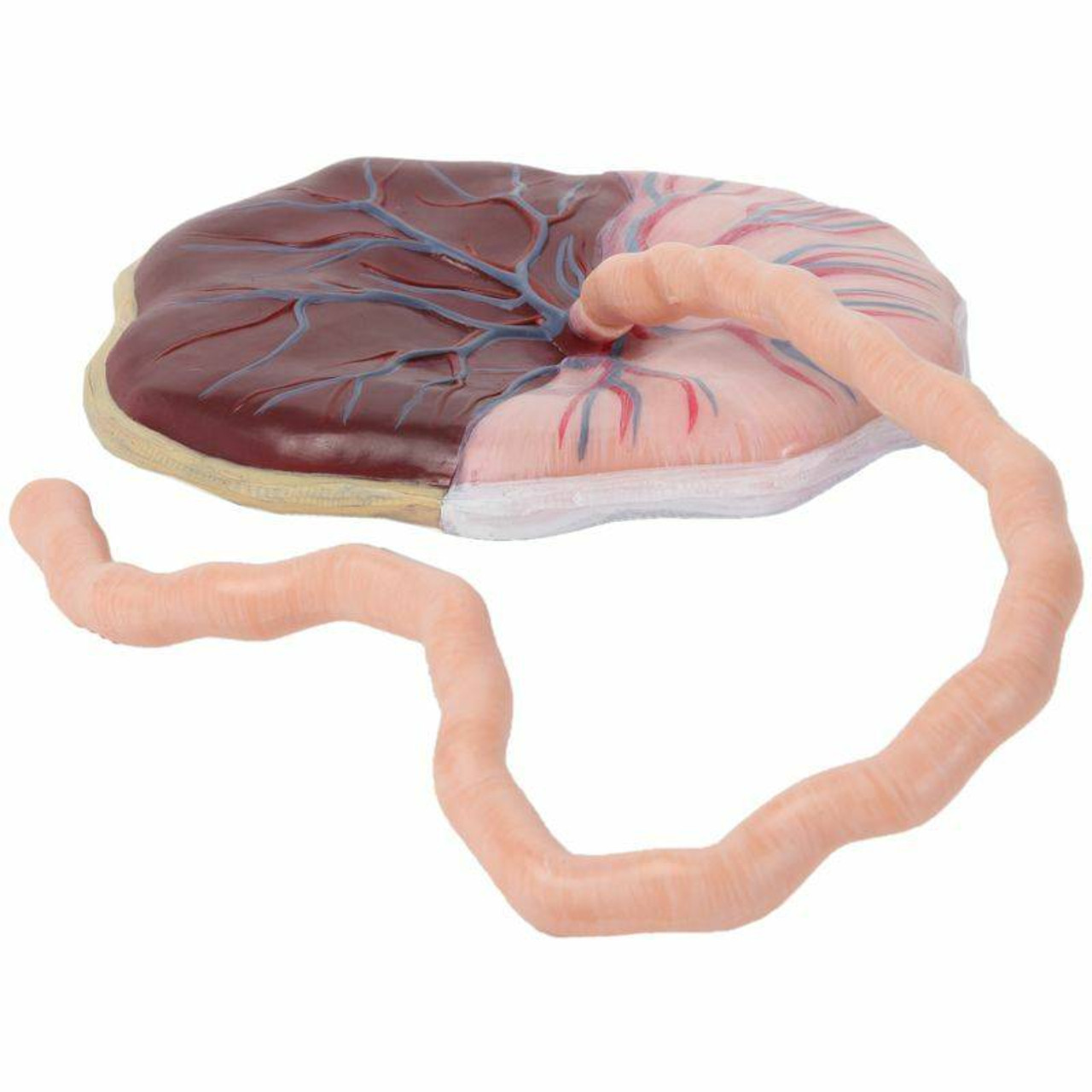 Axis Scientific Placenta Model with Removable Umbilical Cord