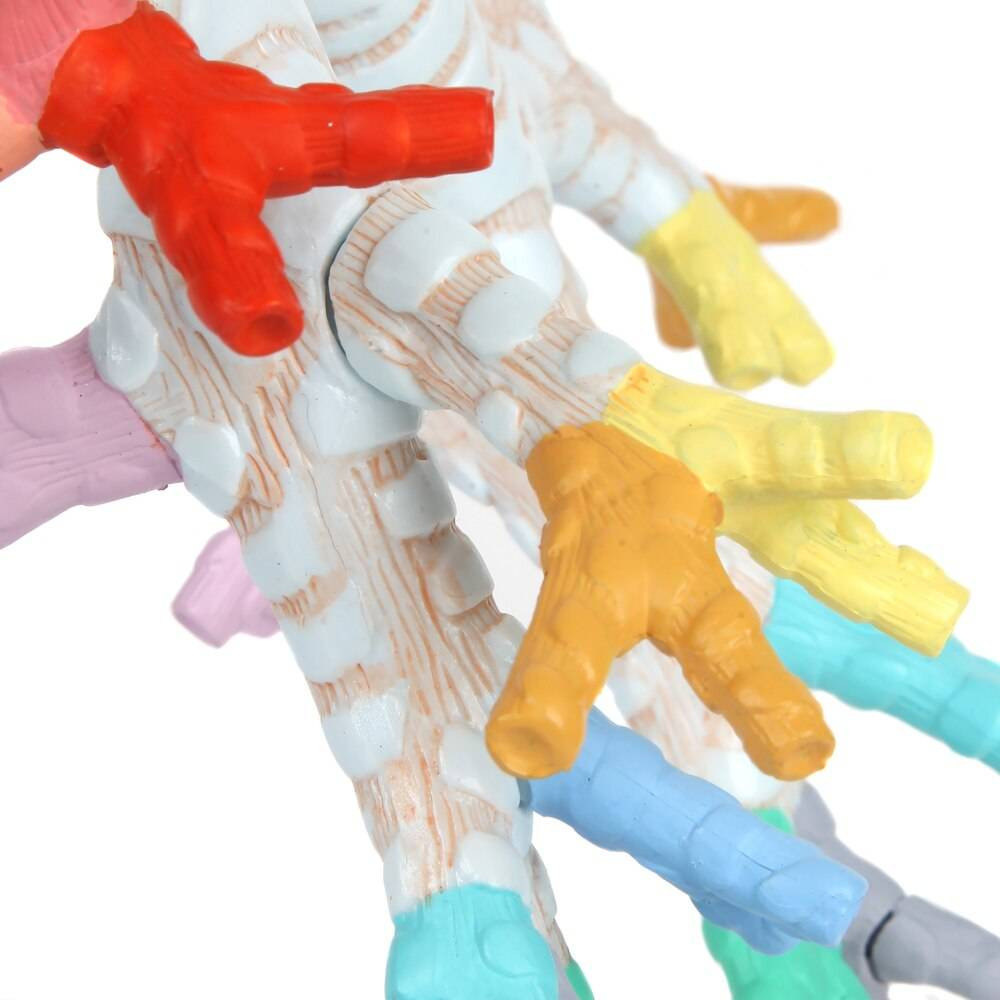 Axis Scientific Larynx, Trachea, and Bronchi Model