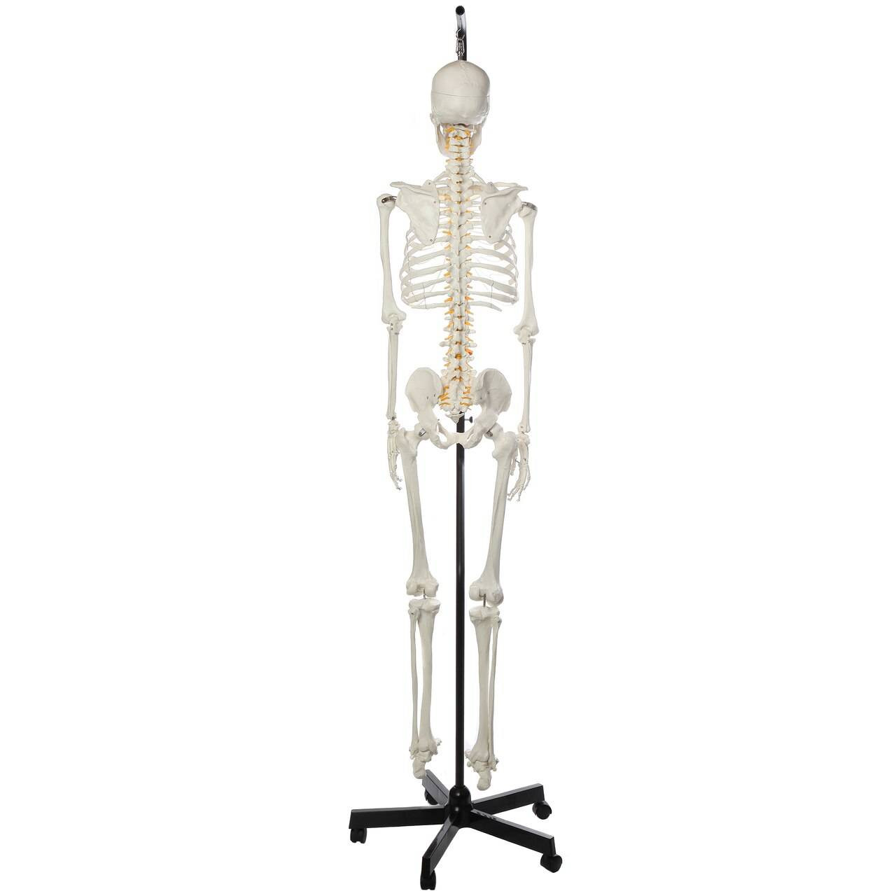 Axis Scientific Classic Life-Size Human Skeleton Anatomy Model with Study Booklet, Numbering Guide, and Hanging Stand Back View