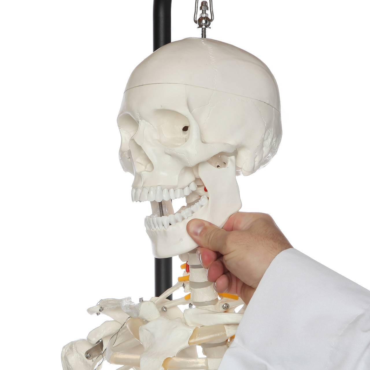 Axis Scientific Classic Life-Size Human Skeleton Anatomy Model with Study Booklet, Numbering Guide, and Hanging Stand Close Up of a person's hand interaction with the Skull, by opening the Mandible