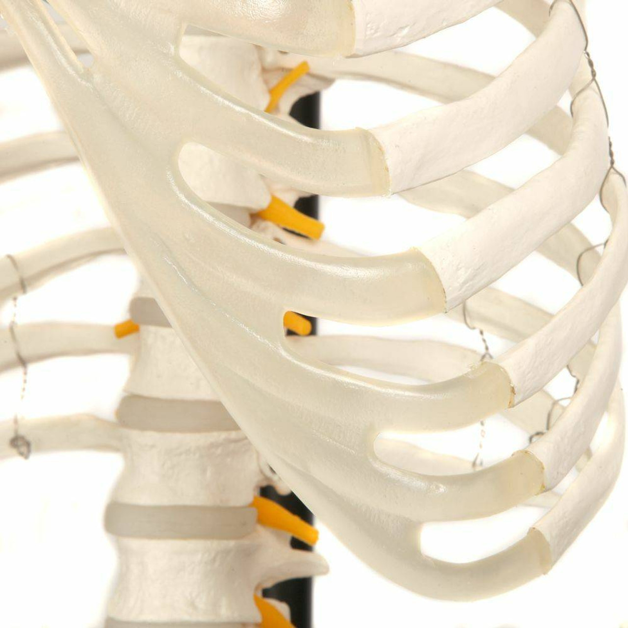 Axis Scientific Classic Life-Size Human Skeleton Anatomy Model with Study Booklet, Numbering Guide, and Hanging Stand Close Up of the Ribs