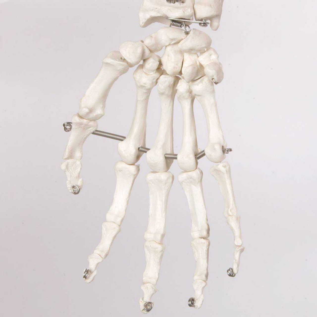 Axis Scientific Classic Life-Size Human Skeleton Anatomy Model with Study Booklet, Numbering Guide, and Hanging Stand Close Up of Right Hand