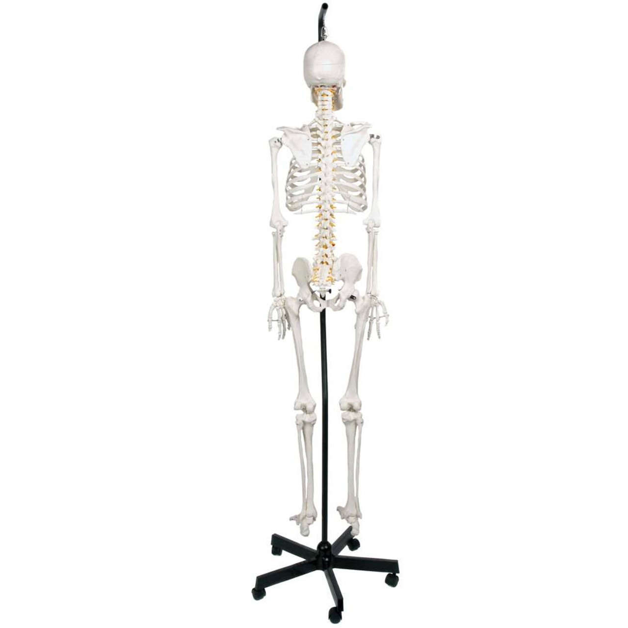 Axis Scientific Classic Life-Size Human Skeleton Anatomy Model with Study Booklet, Numbering Guide, and Hanging Stand Back View