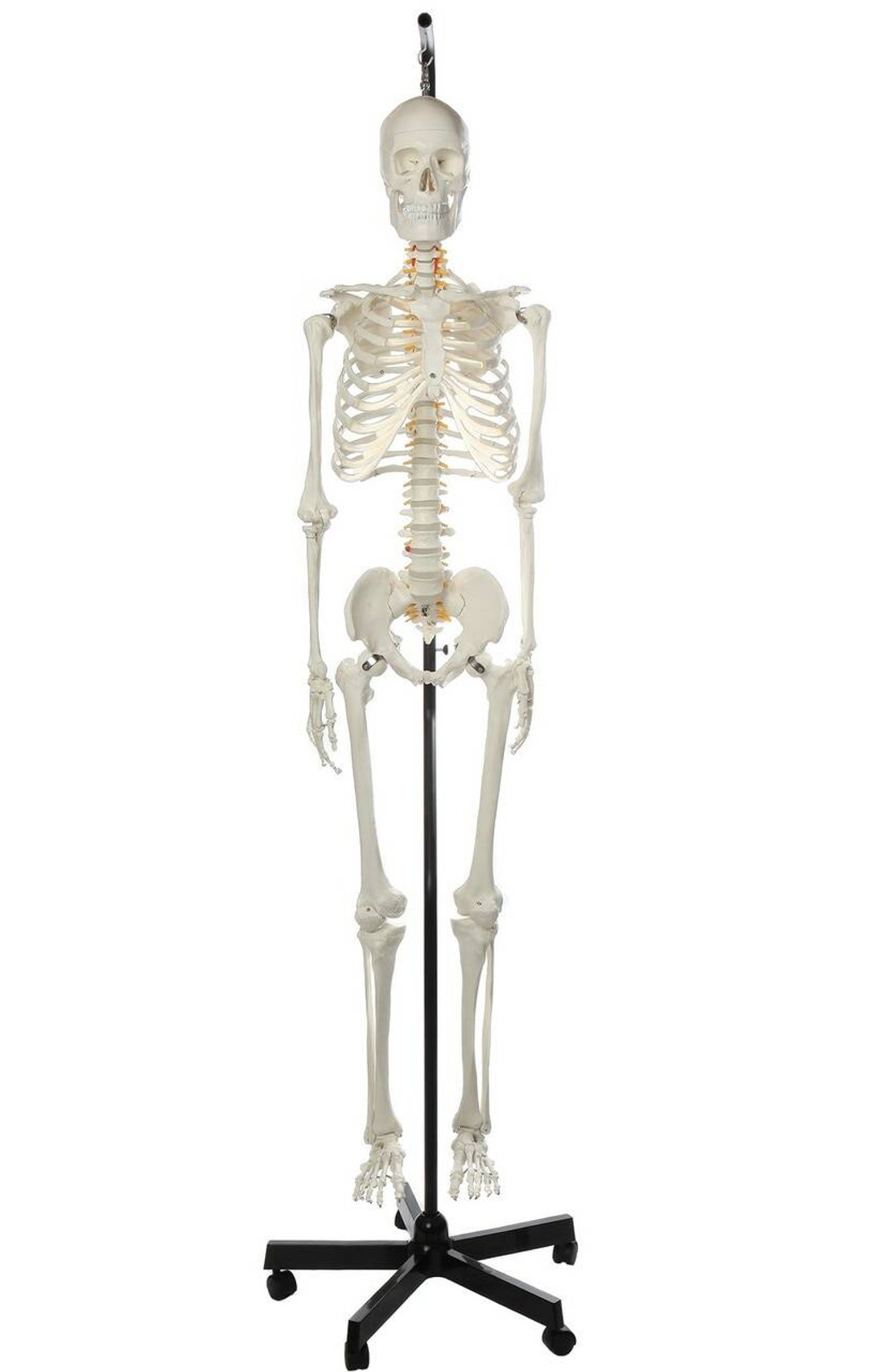 Axis Scientific Classic Life-Size Human Skeleton Anatomy Model with Study Booklet, Numbering Guide, and Hanging Stand Close Up of the model