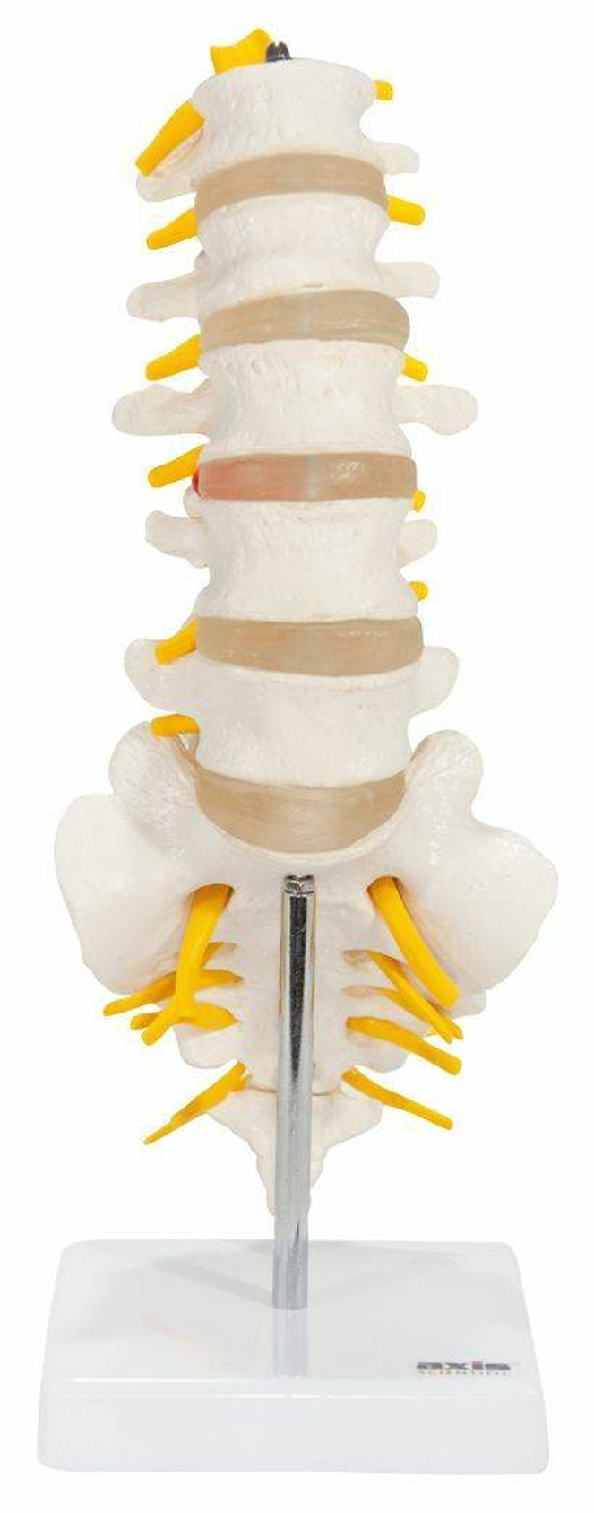 Axis Scientific Vertebrae Anatomy Model Set