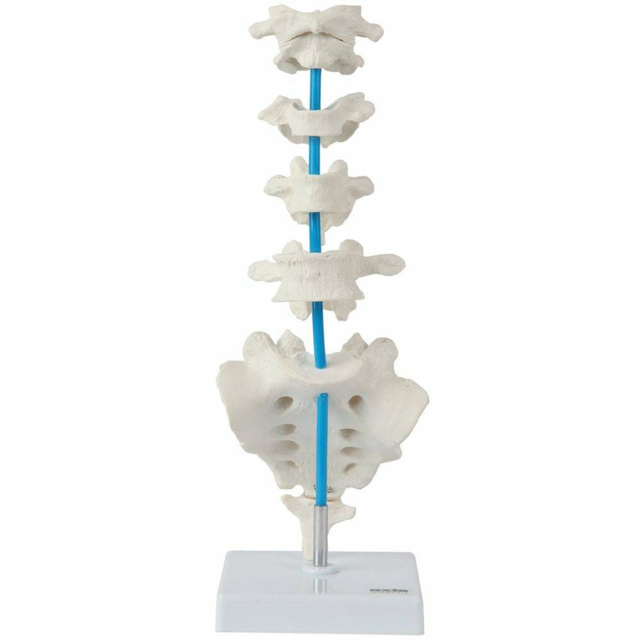 Axis Scientific Vertebrae Anatomy Model Set