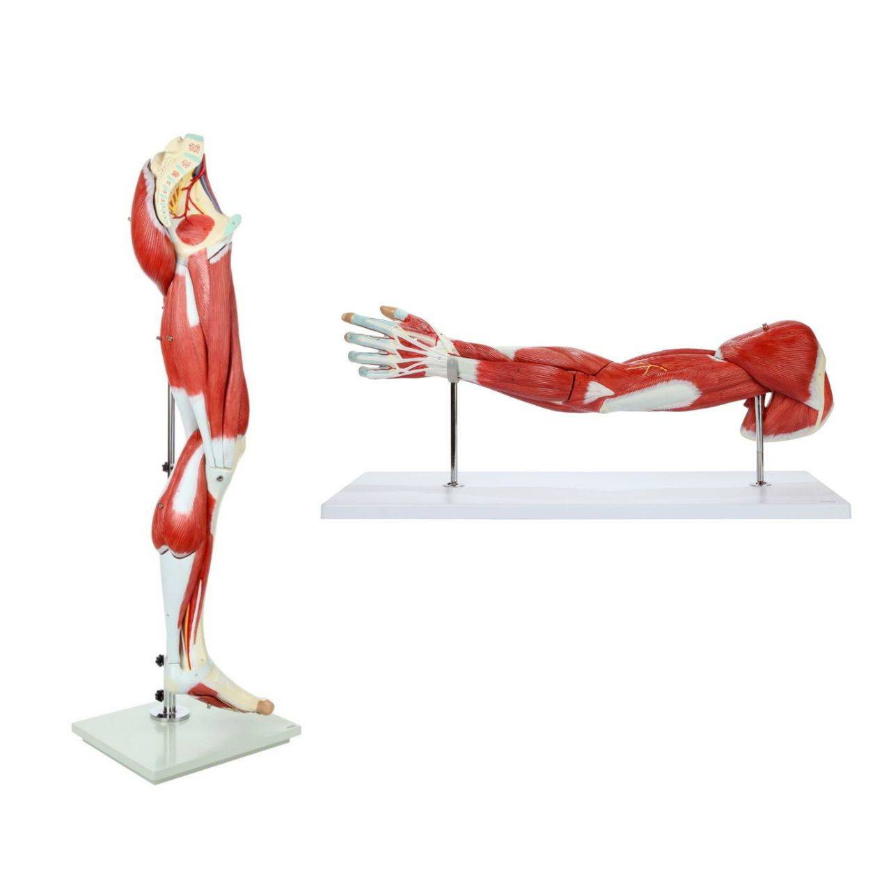 Axis Scientific Arm and Leg Musculature Anatomy Model Set
