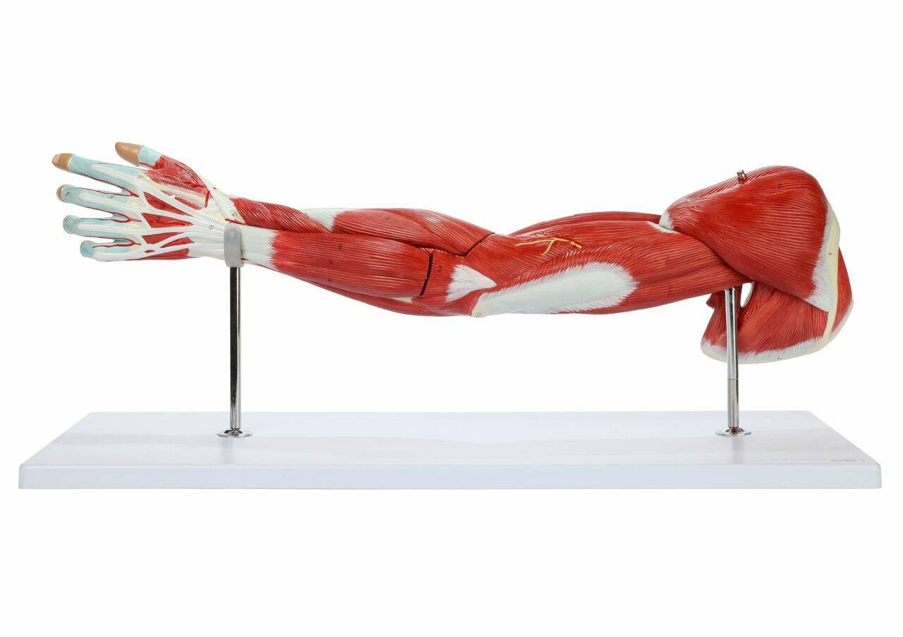 Axis Scientific Arm and Leg Musculature Anatomy Model Set