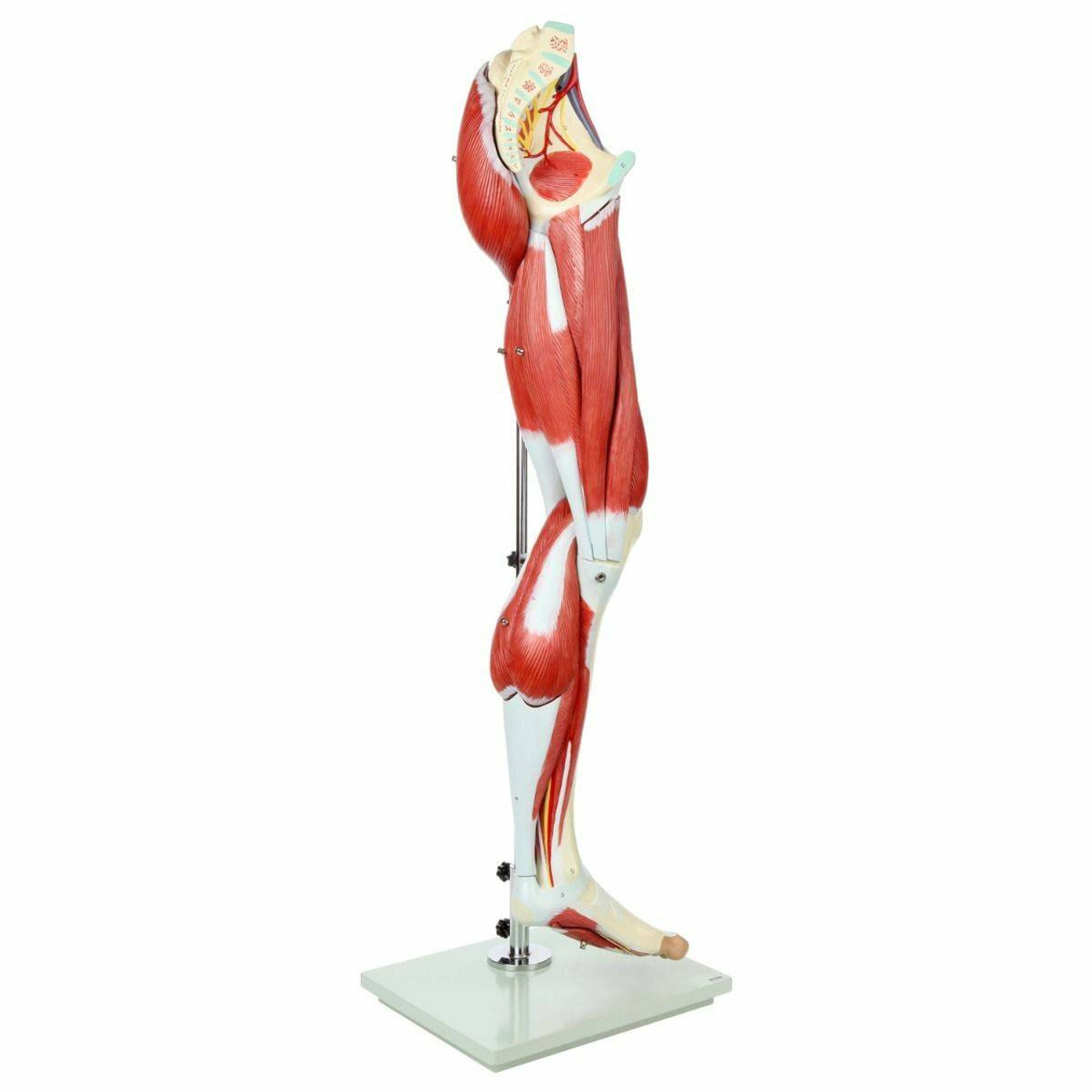Axis Scientific Arm and Leg Musculature Anatomy Model Set