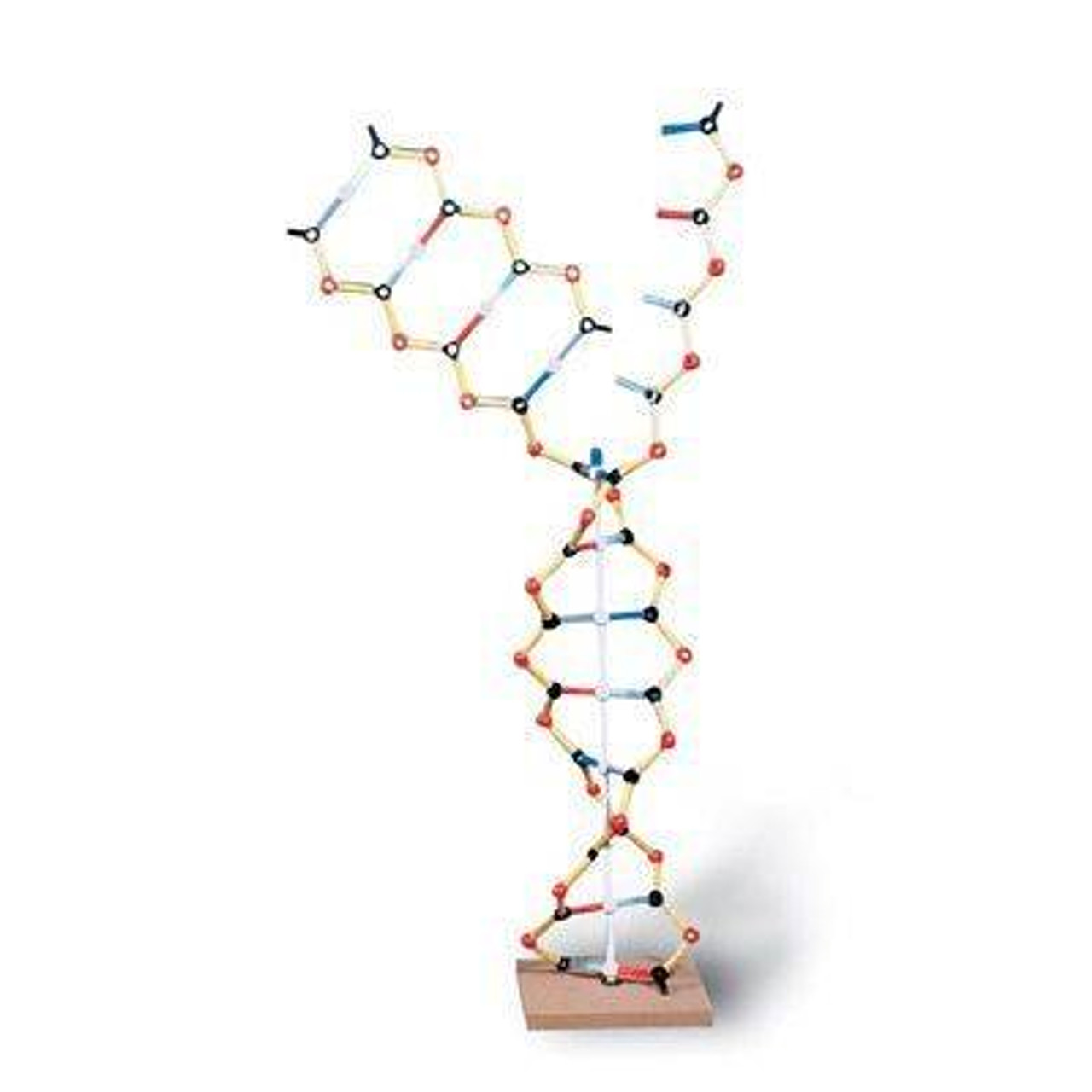 DNA - RNA Double Helix Anatomy Model